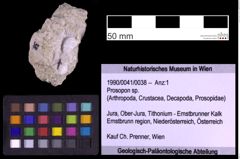 Foto (Objekt + Etiketten) von Prosopon sp. (NHMW-GEO-1990-0041-0038)